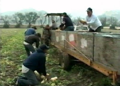 RECOLECCION (3)  CAMPESINOS